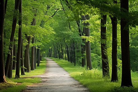 美丽的小路背景图片_一条美丽的小路穿过长满树木和青草的森林