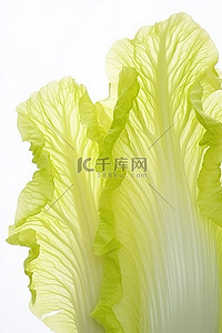 卷心菜毛虫背景图片_白色背景上的卷心菜