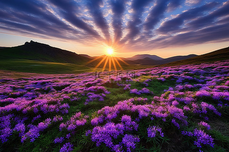 太阳落在苏格兰山上的紫色花朵上
