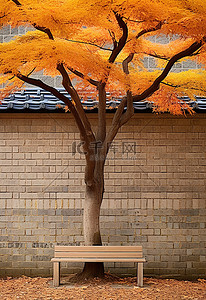 背景中一棵秋叶树前的一张长凳