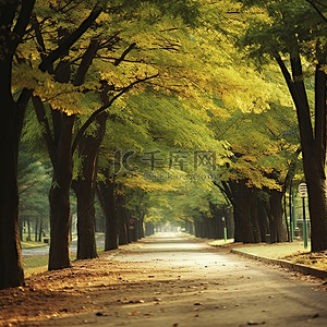 秋天落叶街道背景图片_秋天穿过城市公园的一条黄土路