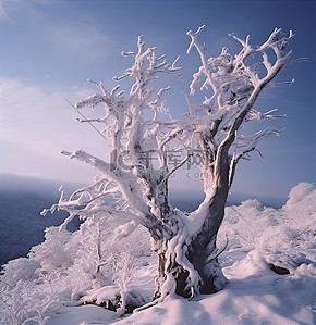 一座被雪覆盖的山，一棵树矗立着雪山和冰山