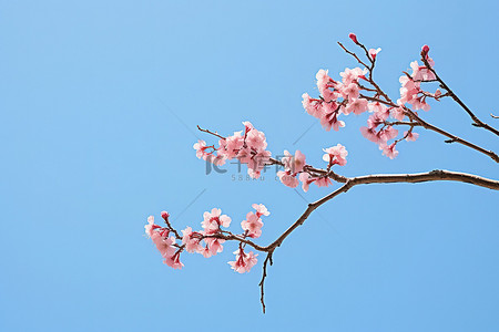 粉色的天空背景图片_蓝天映衬下的粉色花树