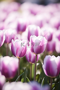 仁背景图片_阳光下的紫色郁金香田