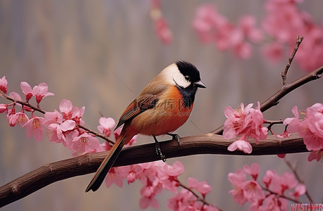 橙色红衣主教坐在树枝上，粉红色的花朵盛开