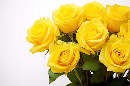 一束黄玫瑰放在白色背景的花瓶里