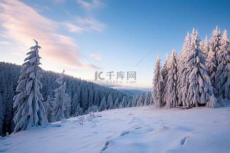 冬季的树背景图片_冬季风景肖像罗马尼亚雪树夏季森林沙prvnjata山