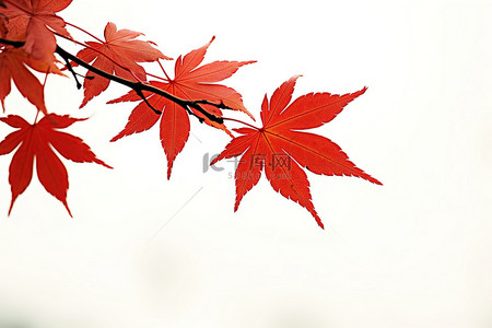 枫叶红背景图片_树枝上的红枫树的叶子