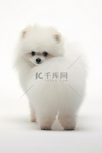 一只长毛的小狗站在白色的环境中