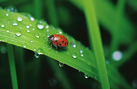 一只红色的虫子坐在一些绿草上