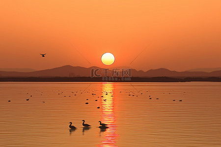 水中背景背景图片_夕阳在山后，鸭子在水中