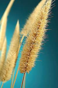 三根带刺小麦秆的裁剪图像 pndmc9091 003ff787b
