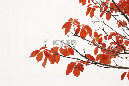 秋天的树枝，有橙色和红色的叶子