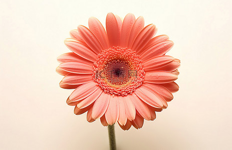 菊花背景图片_白墙上的粉色非洲菊花