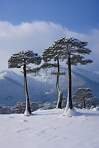 山背景中雪上的三棵树