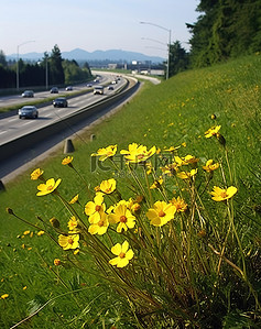 生长在高速公路附近的黄色花朵