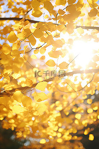 秋天的阳光透过树叶