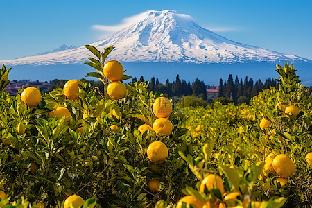 天空火山背景图片_背景是火山，前景是很多柠檬树