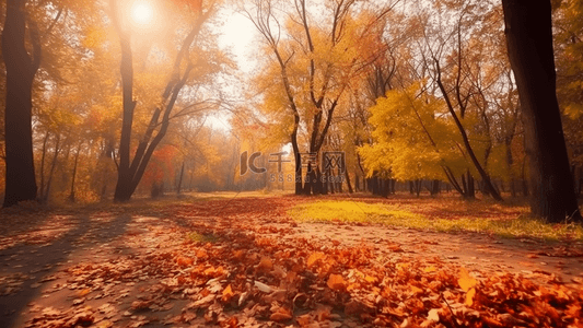 秋季广告背景图片_森林树木落叶风景广告背景