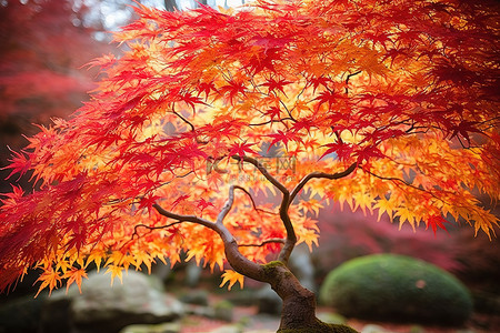 叶子的树背景图片_一棵有橙色和黄色叶子的树的图像