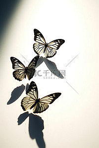 阴影中的三只蝴蝶位于白色表面