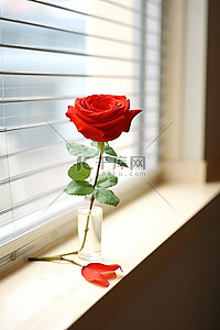 一朵红玫瑰坐在窗台上