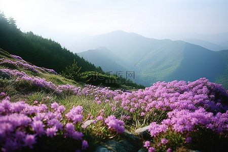 开着的背景图片_开着紫色花朵的高山坡