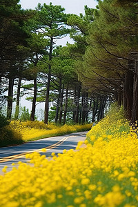 旅行黄色背景图片_一条路穿过松树，穿过几朵黄色的花