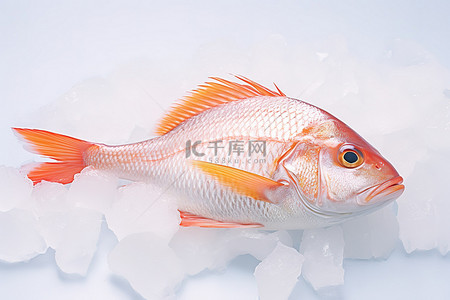 一条橙色和白色的鱼坐在冰上