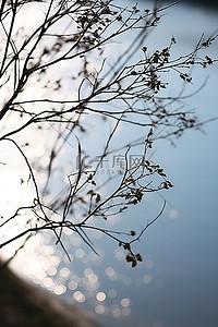 植物枫叶背景图片_植物的分支和水道