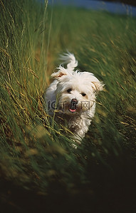 一只小白狗穿过田野的草地