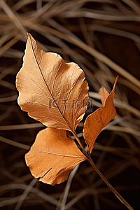 干树叶图像斯科蒂霍姆斯