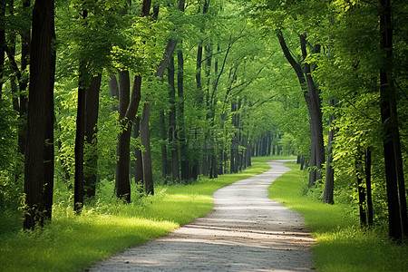美丽的小路背景图片_一条美丽的小路穿过长满树木和青草的森林
