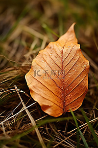 棕色叶子背景图片_一片扁平的棕色叶子坐在草顶上