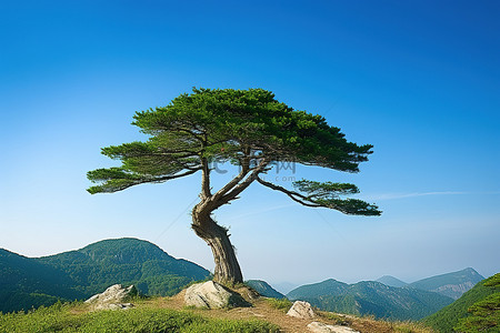 松树头像背景图片_青山山顶的一棵松树