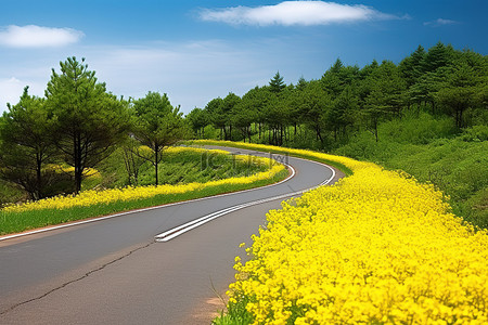 黄花背景图片_一条被黄花和森林包围的长路