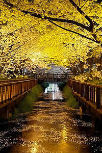 夜晚的樱花树背景图片_在我的照片中，在夜间盛开的樱花树花园中央 kbc 4m sajeon