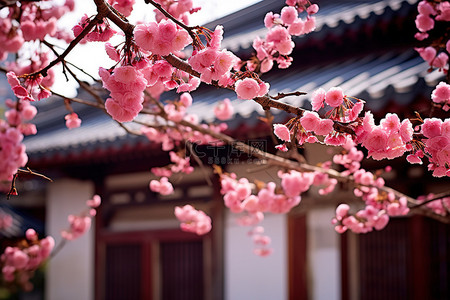 盛开的红梅背景图片_盛开的樱花树在一座古建筑前