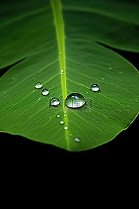 一片绿叶背景图片_一片大绿叶漂浮在池塘里，有一滴水