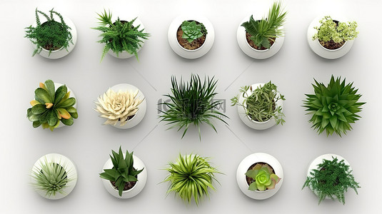 盆栽植物植物背景图片_3D 渲染盆栽植物收藏的顶视图照片