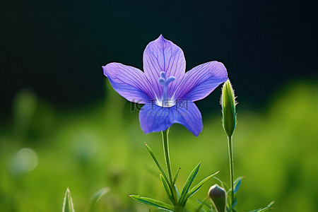 一朵蓝色的花生长在绿草之上