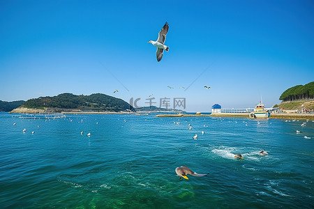 海上的鸟背景图片_一只鸟飞过水面，背景是鱼