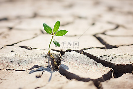 裂开背景图片_裂开的岩石上生长的小植物