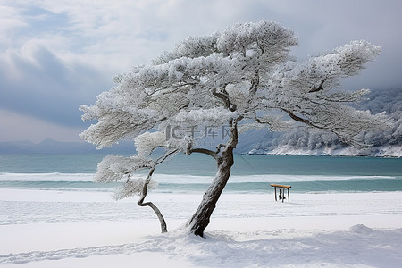 雪中树背景图片_阿尔巴尼亚捷克共和国海滩上雪中的树
