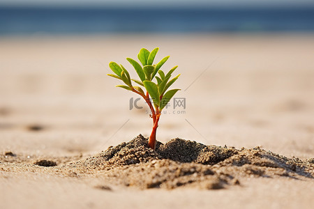 干旱的土地背景图片_生长在沙滩上的小树
