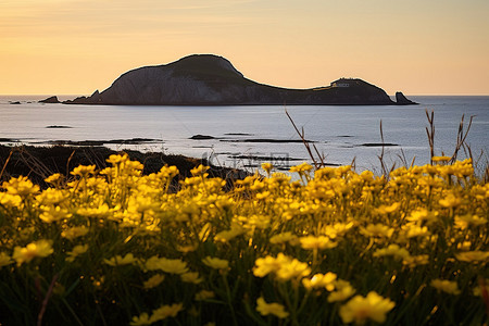 有花有海背景图片_远处有黄色花朵的岛屿