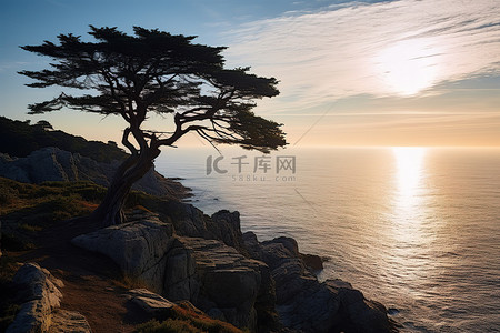 一棵树高高矗立，俯瞰着海洋阳光和岩石悬崖