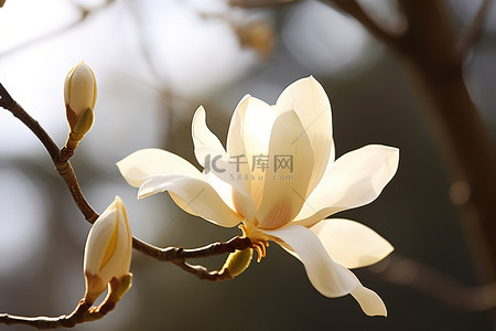 白色花背景图片_早晨阳光下玉兰枝的白花