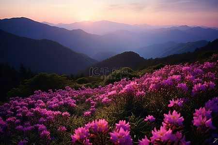 全力全开背景图片_夕阳西下，山上开满了紫色的花朵