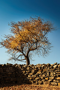 一堵高高的石墙将树木与牛分隔开